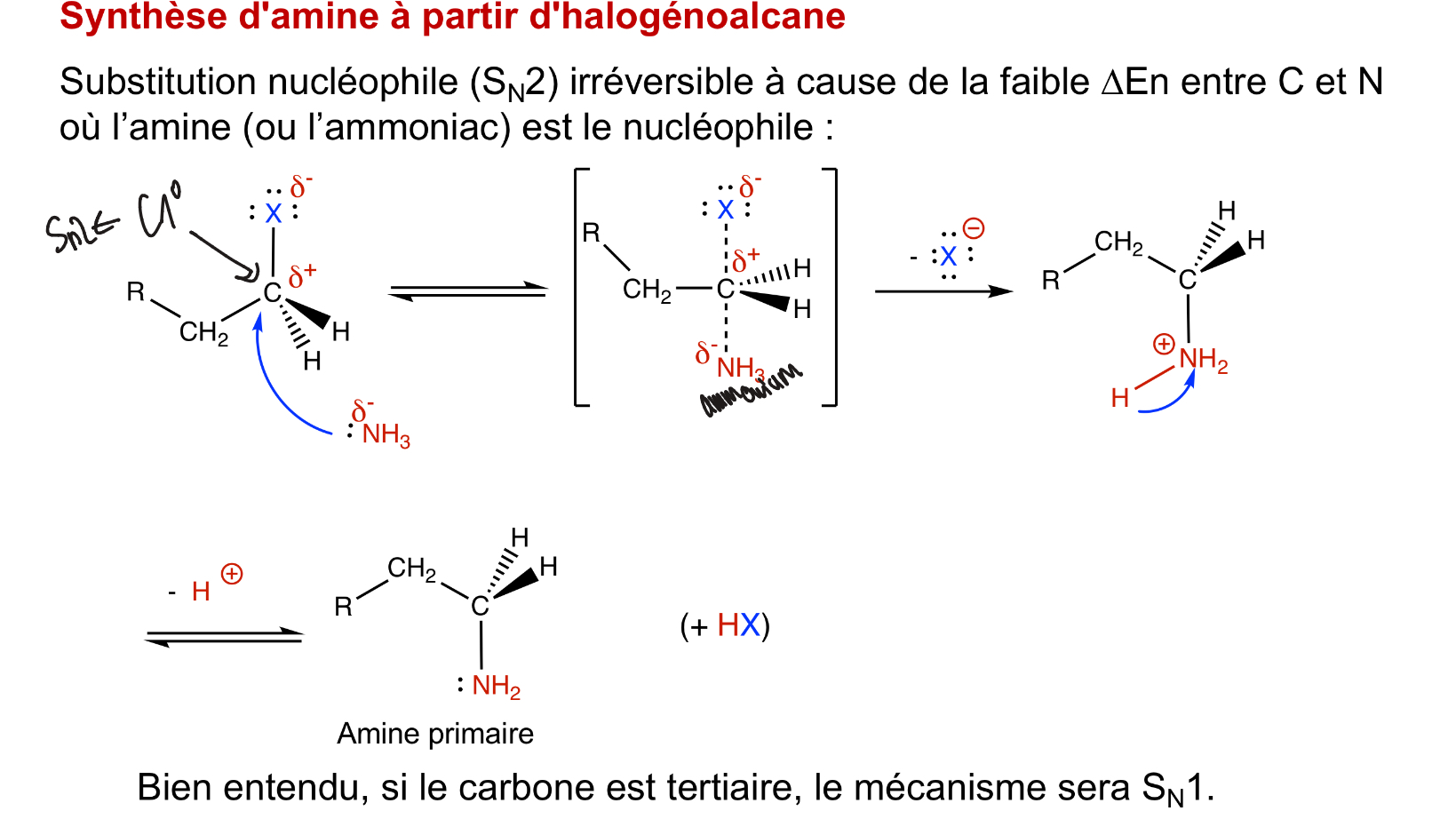 <p>effet parapluie avec la liaison d’ammonium par le dessous.</p>