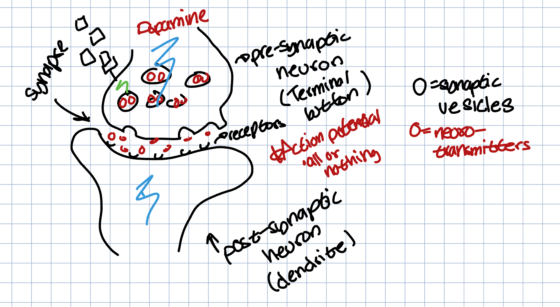 EX: dopamine entering a neuron and transmitting