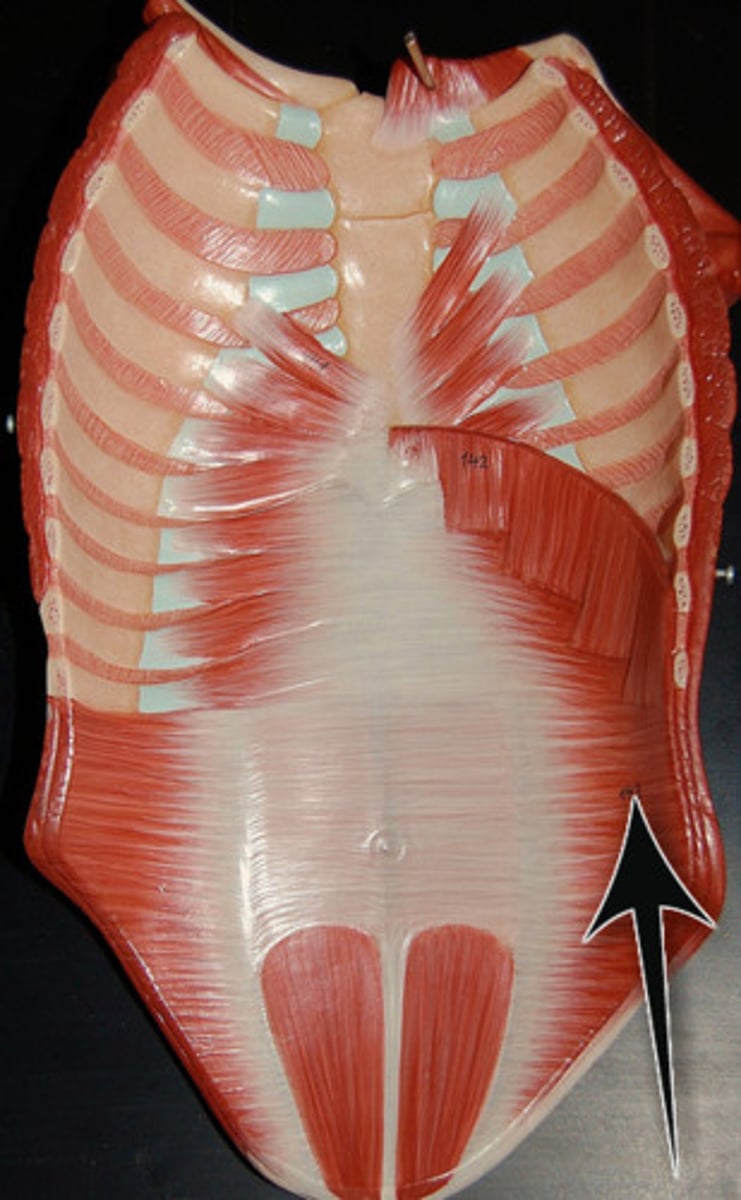<p>-Iliac crest</p><p>-Fascia of the back</p><p>-Lower 6 costal cartilages</p>