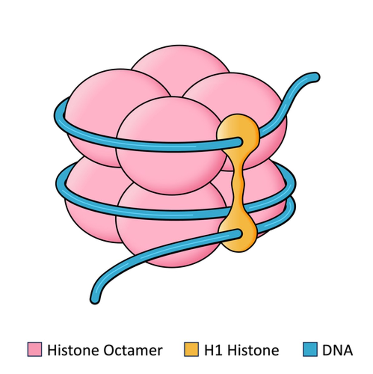 <p>Type of structure made of DNA wrapping around core histones (proteins)</p>