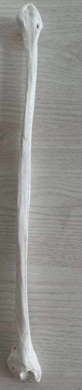 <p>Identify the bone and classify according to position and shape</p>