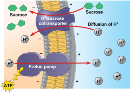 <p>Proton pump</p>