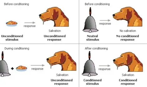<p>Learning through association a neutral stimulus is consistently paired with an unconditioned stimulus so produces A conditioned response</p>