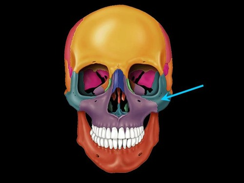 <p>Lateral to the maxilla; forms the portion of the face commonly called the cheekbone; and forms part of the lateral orbit. Its three process are named for the bones with which they articulate.</p>