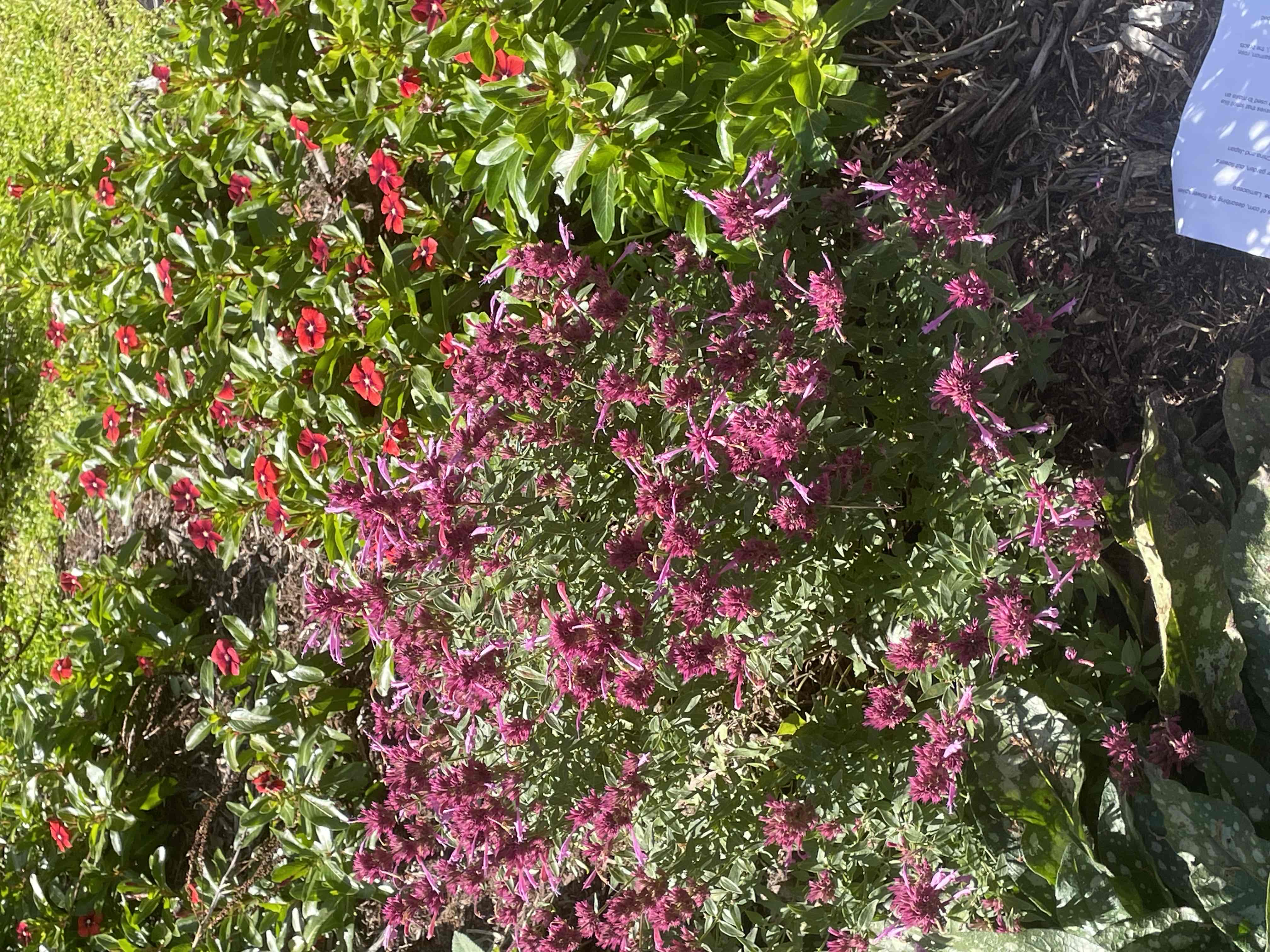 <p>Agastache hybrids</p>