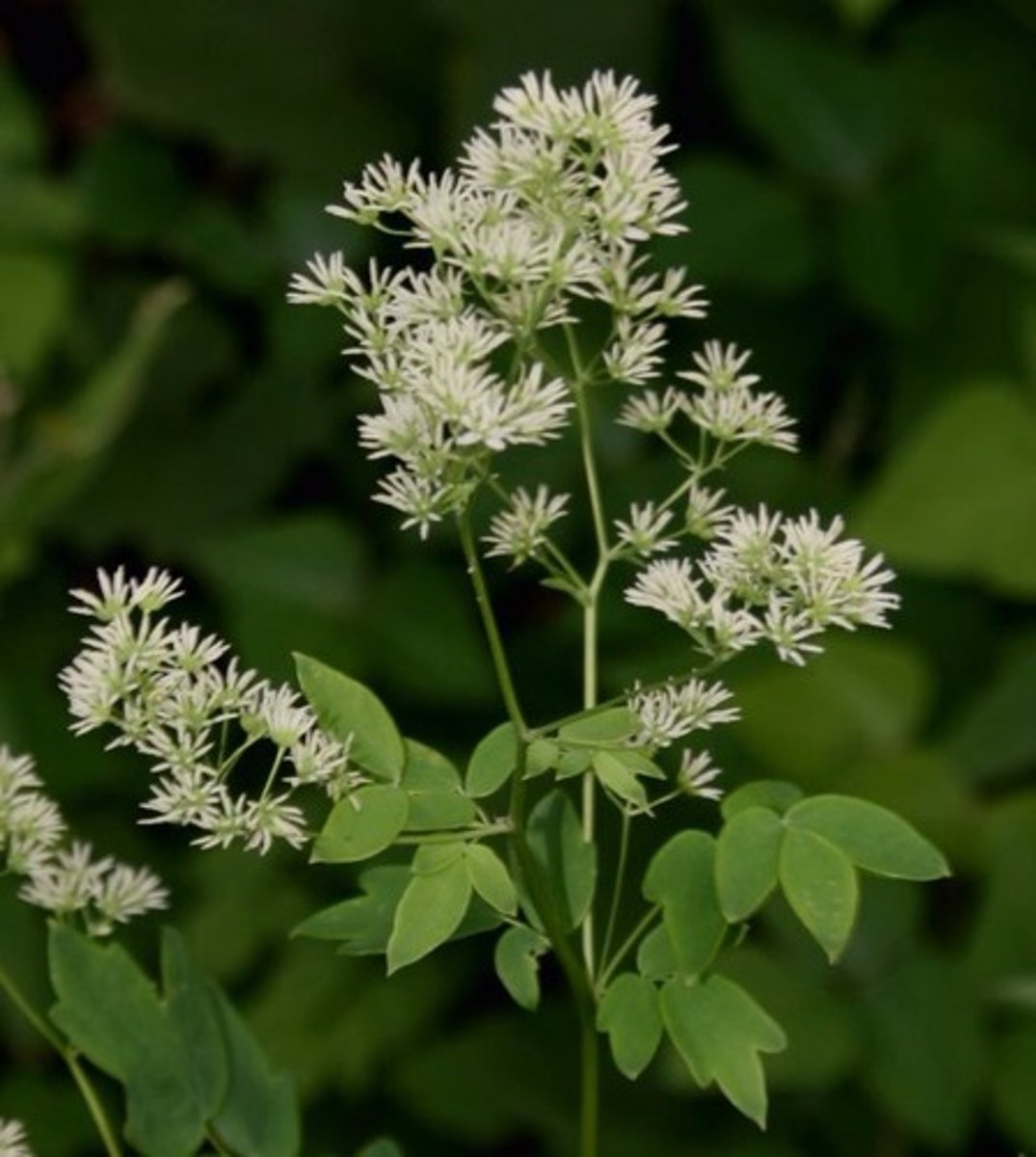 <p>tall meadow rue</p>