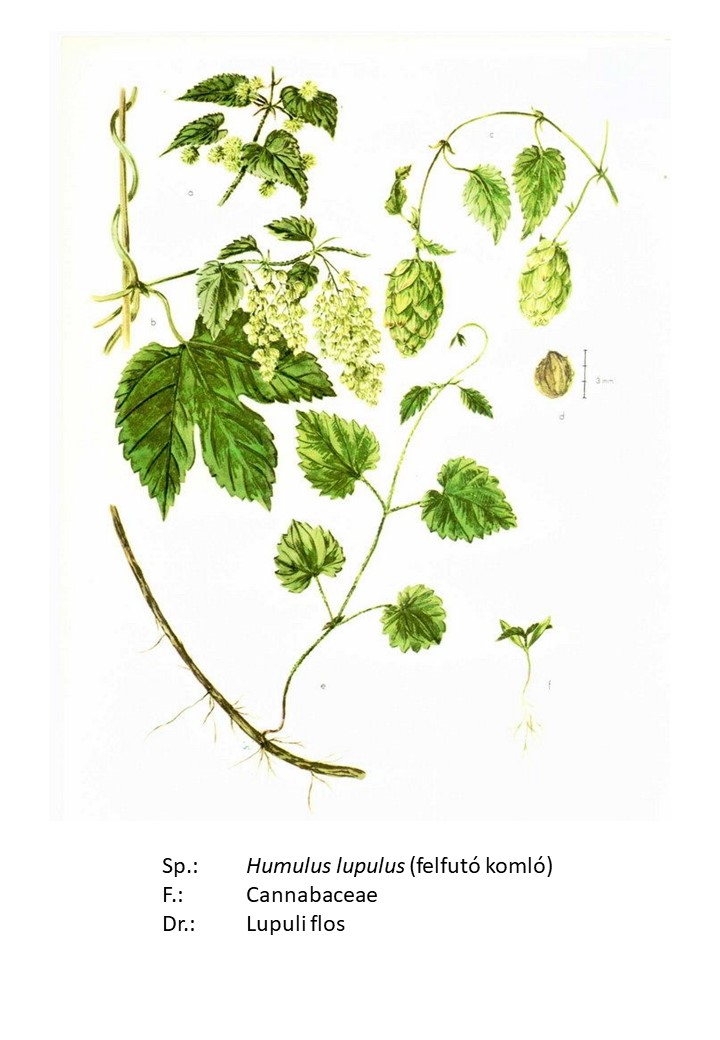 <p>felfutó komló</p>