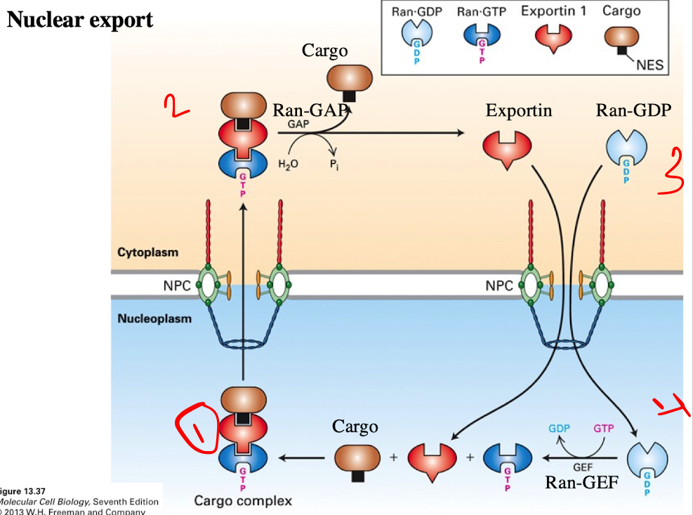<ol><li><p>Cargo Binding (in the nucleus)</p><ul><li><p>Exportin binds to the cargo protein with an NES</p></li><li><p>At the same time, Ran-GTP binds to exportin</p></li><li><p>Forms trimeric complex (Cargo + Export + Ran-GTP)</p></li></ul></li><li><p>Translocation</p><ul><li><p>Complex moves through the nuclear pore complex into the cytoplasm</p></li></ul></li><li><p>Cargo Release</p><ul><li><p>Ran-GAP in the cytoplasm converts Ran-GTP → Ran-GDP</p></li><li><p>This causes exporting to release the cargo protein</p></li><li><p>Exportin and Ran-GDP separate</p></li></ul></li><li><p>Recycling </p><ul><li><p>Exportin and Ran-GDP return to the nucleus</p></li><li><p>In the nucleus, RCC1 (Ran-GEF) converts Ran-GDP → Ran-GTP, resetting the system</p></li></ul></li></ol><p></p>