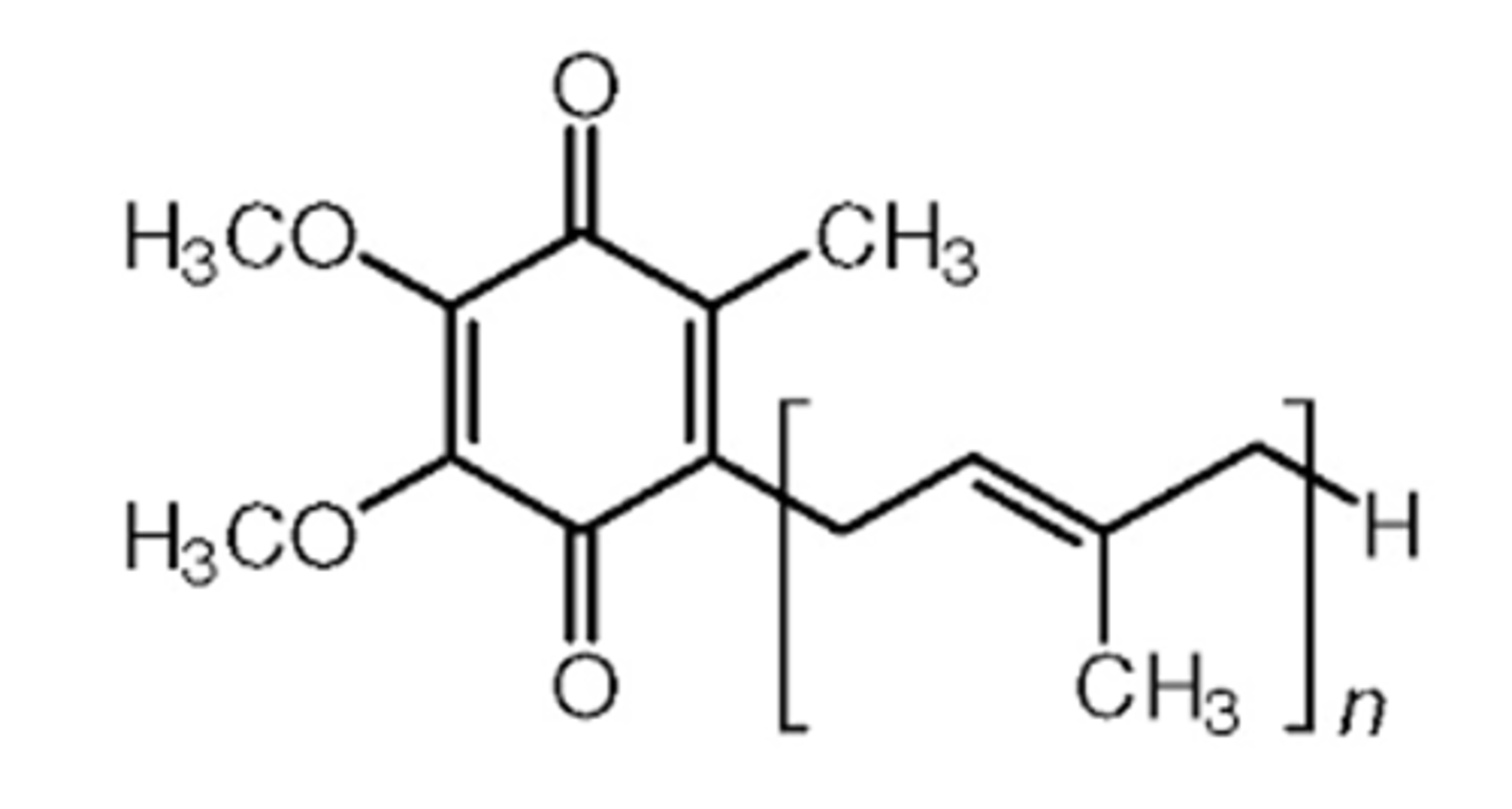 <p>component of the electron transport chain</p>