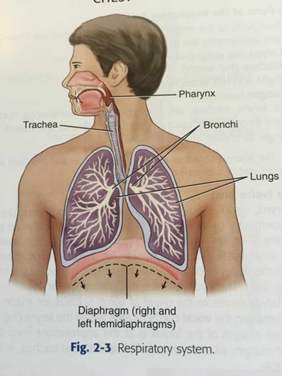 <p>Pharynx, Trachea, Brochi, and Lungs</p>