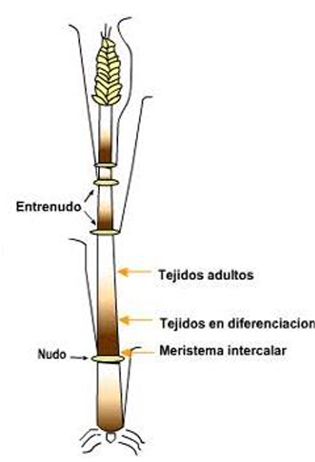 <p>Entre tejidos maduros (bases de los entrenudos y vainas de las hojas en monocotiledoneas)</p>