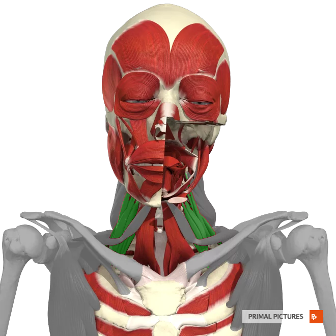 <p>Elevation of the ribs </p><p>Lateral flexion of the neck </p>