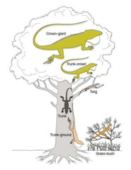 -views species in terms of their ecological niche
-applies to sexual and asexual species and emphasizes the role of disruptive selection