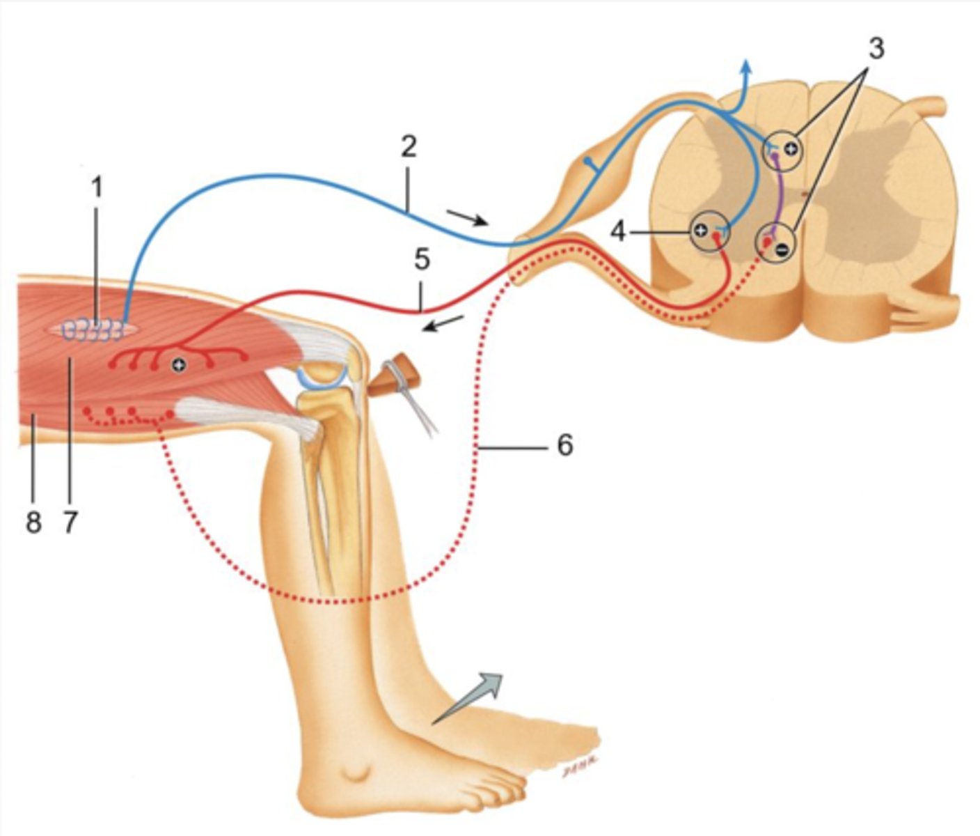 <p>ID 1-8</p>