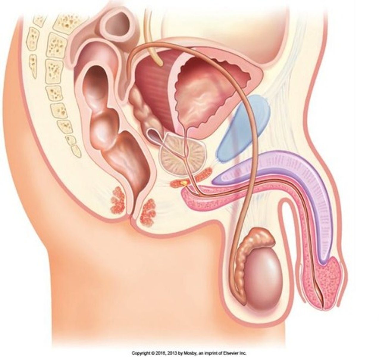 <p>The urethra is a 20 cm-long passageway that carries urine out of the bladder and propels semen during ejaculation.</p>