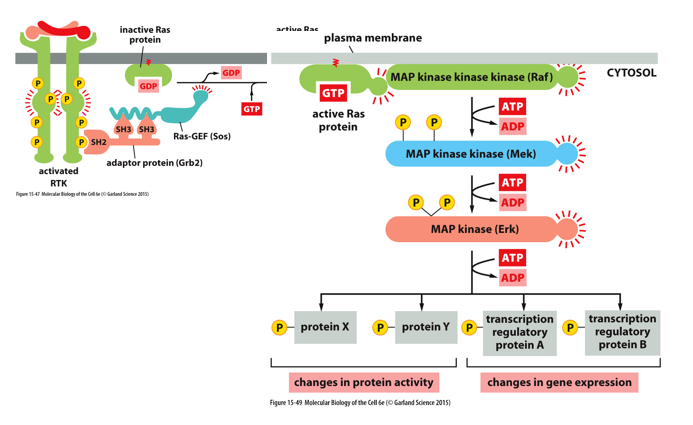 
1. **Grb2** (adapter) recruits **SOS** (Ras-GEF)
2. Ras-GEF activated **Ras** (on membrane)
3. Active Ras binds **Raf** (MAPKKK)
4. Raf (MAPKKK) phosphorylates **Mek** (MAPKK)
5. Mek (MAPKK) phosphorylates **Erk** (MAPK)
6. Erk (MAPK) **phosphorylates** a bunch of other stuff.