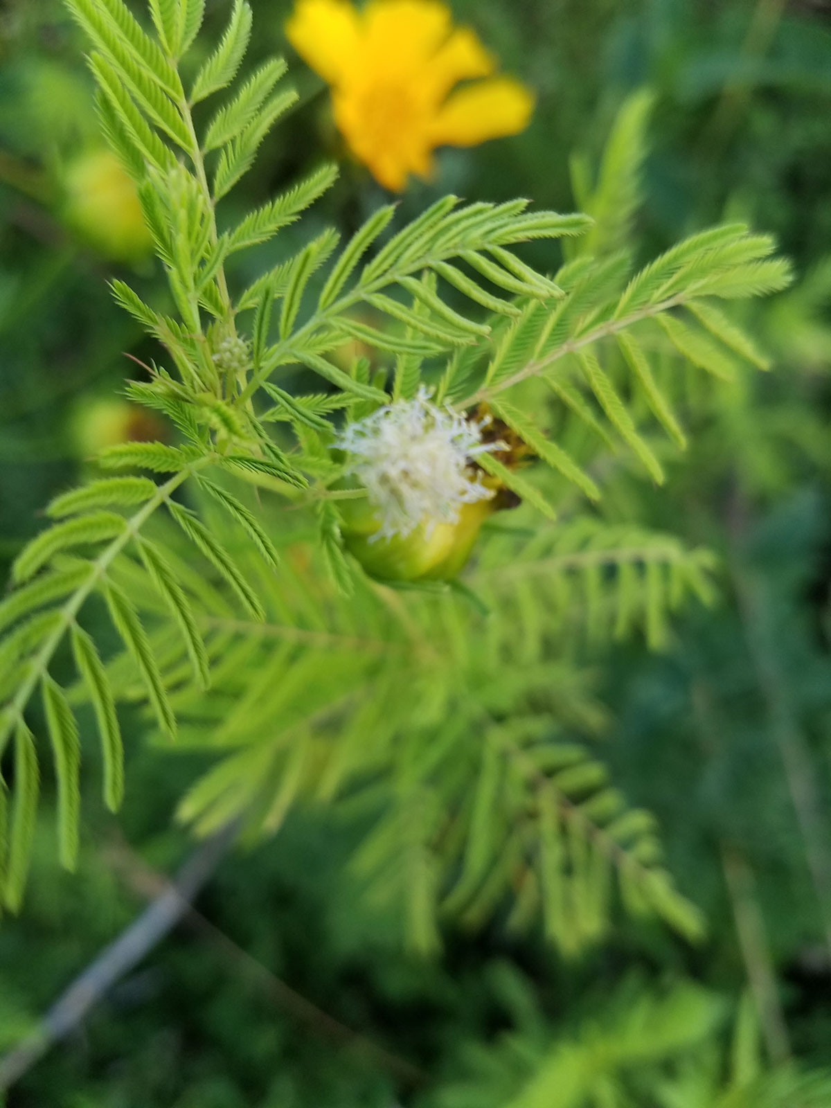 <p>Illinois Bundleflower </p>