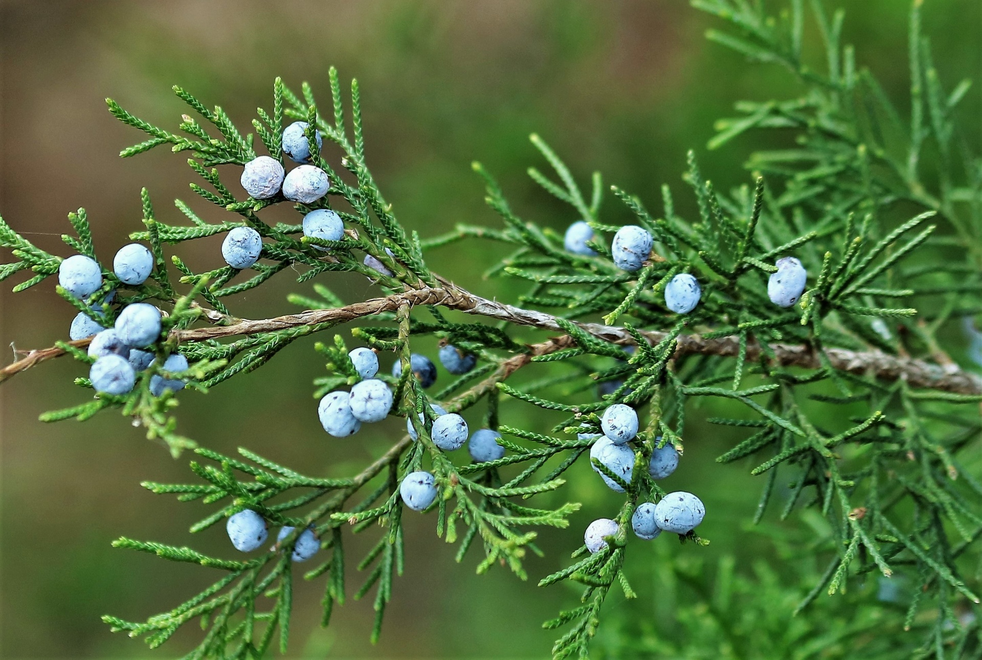 <p>what is the scientific name of eastern red cedar</p>