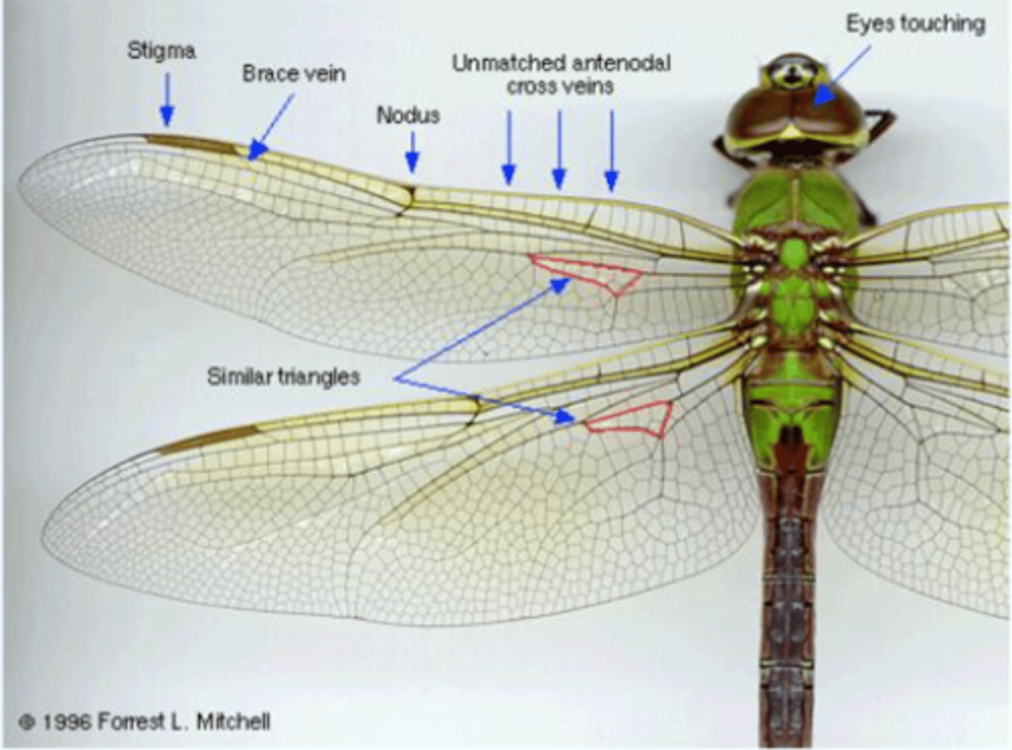 <p>Darners, Dragonflies</p>