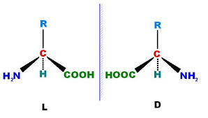 <p>In Fischer projection, –NH₂ on left = L (naturally occurring); right = D.</p>