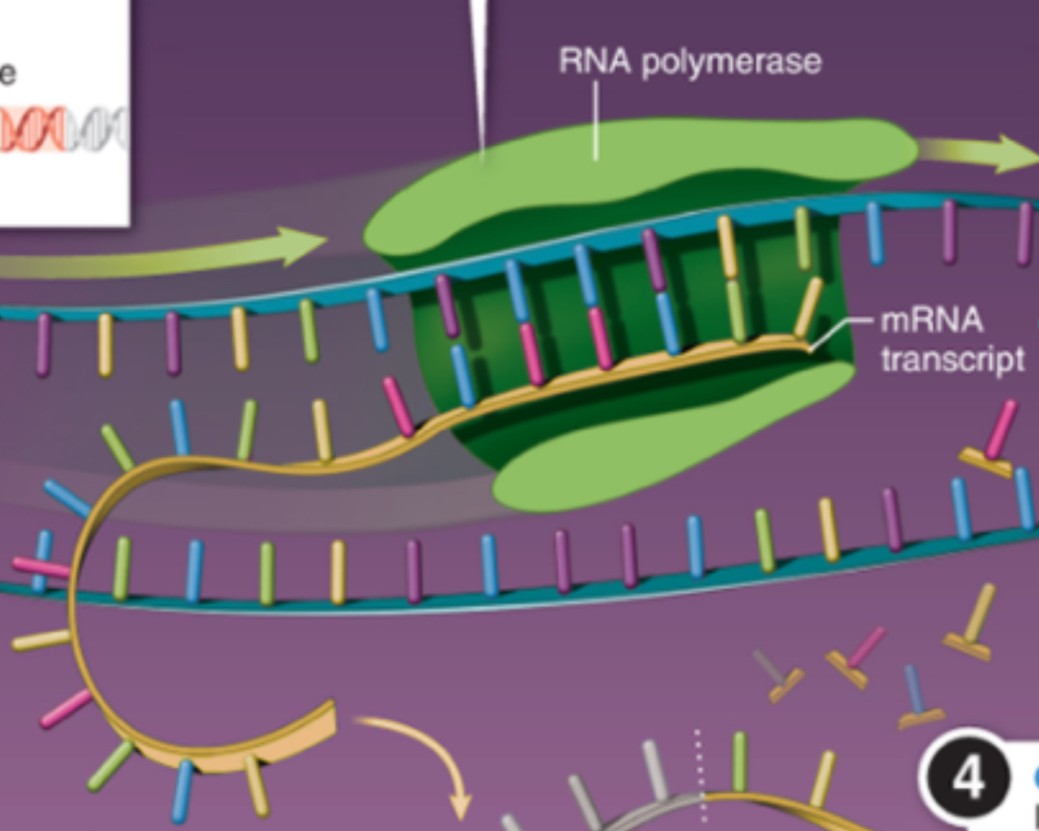 <p>Transcription Process (makes mRNA)</p>