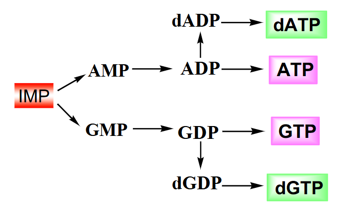 <p>Summary of Purine Biosynthesis</p>