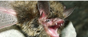 <p>has pointed tragus (in ear); long, round ears; federally threatened</p>
