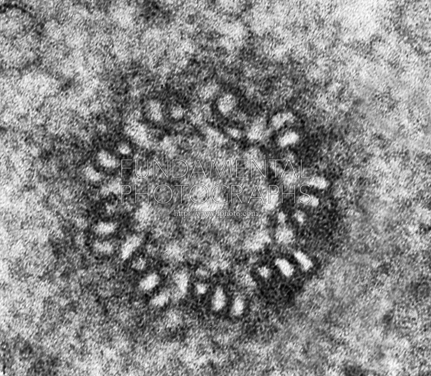 <p>What organelle is this?</p>