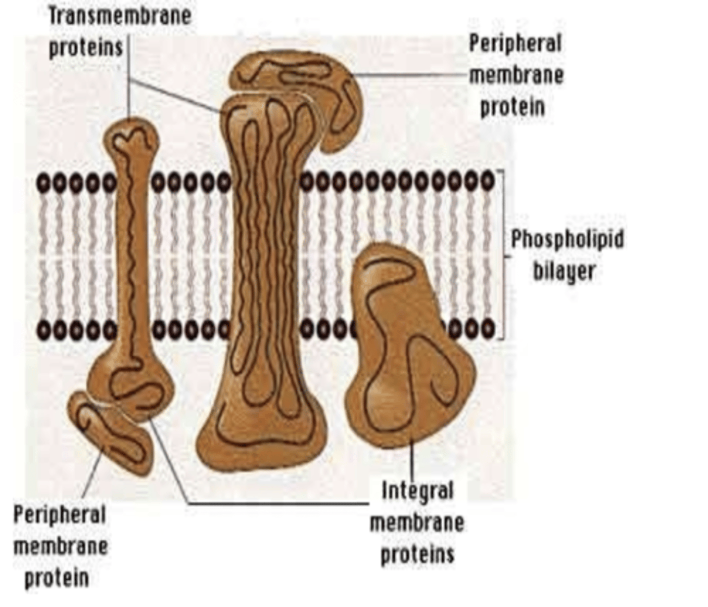 <p>the polar hydrophilic linkages of proteins face the</p>