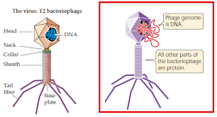 <p>Labeling T2 phage with radioactivity and determining which molecule was injected into the host cells (DNA was found to be the genetic material so it attacked DNA!!)</p>