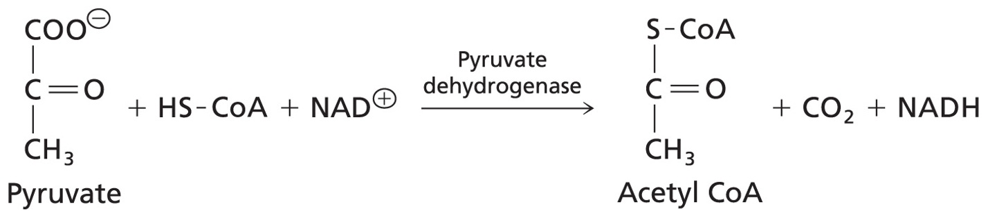 <p>Pyruvate converted to Acetyl CoA</p><p>Enzyme: Pyruvate Dehydrogenase</p>