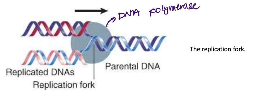 <p>replication fork- point at which the parental strands are separated</p>