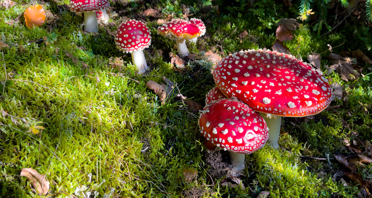 <p>Biological Origin: <strong><em>Amanita muscaria </em>(L.) Lam. (Amanitaceae)</strong></p><p>Common Name: <strong><u>Fly agaric</u></strong></p><p>Part used: <strong>Fruiting bodies</strong></p><p>Medicinal use:</p><p><strong>● Produces ibotenic acid and muscimol which are involved in pantherina-muscaria poisoning syndrome</strong></p><p><strong>● Hallucinogenic</strong></p><p><strong>● Antioxidant</strong></p><p>Secondary metabolites:</p><p><strong>● <u>Muscimol &amp; Ibotenic acid</u></strong></p><p><strong>● <u>Muscarine</u></strong></p><p></p>