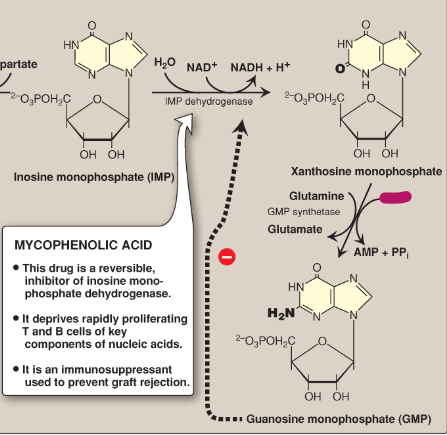 <p>Name this section of GMP synthesis.</p>