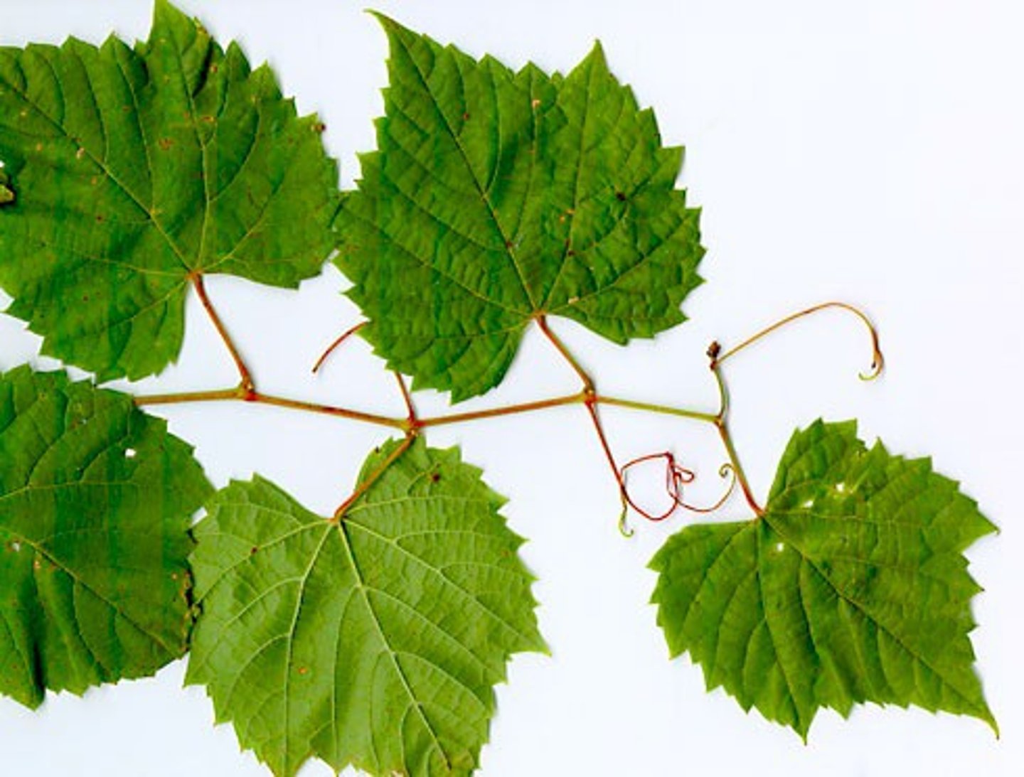 <p>Vitaceae Vitis riparia</p>