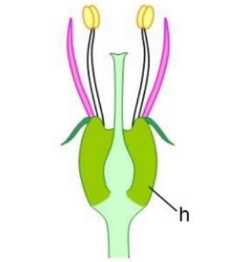 <p>Inferior ovary. Stamens and perianth positioned above the ovary on a hypanthium</p>