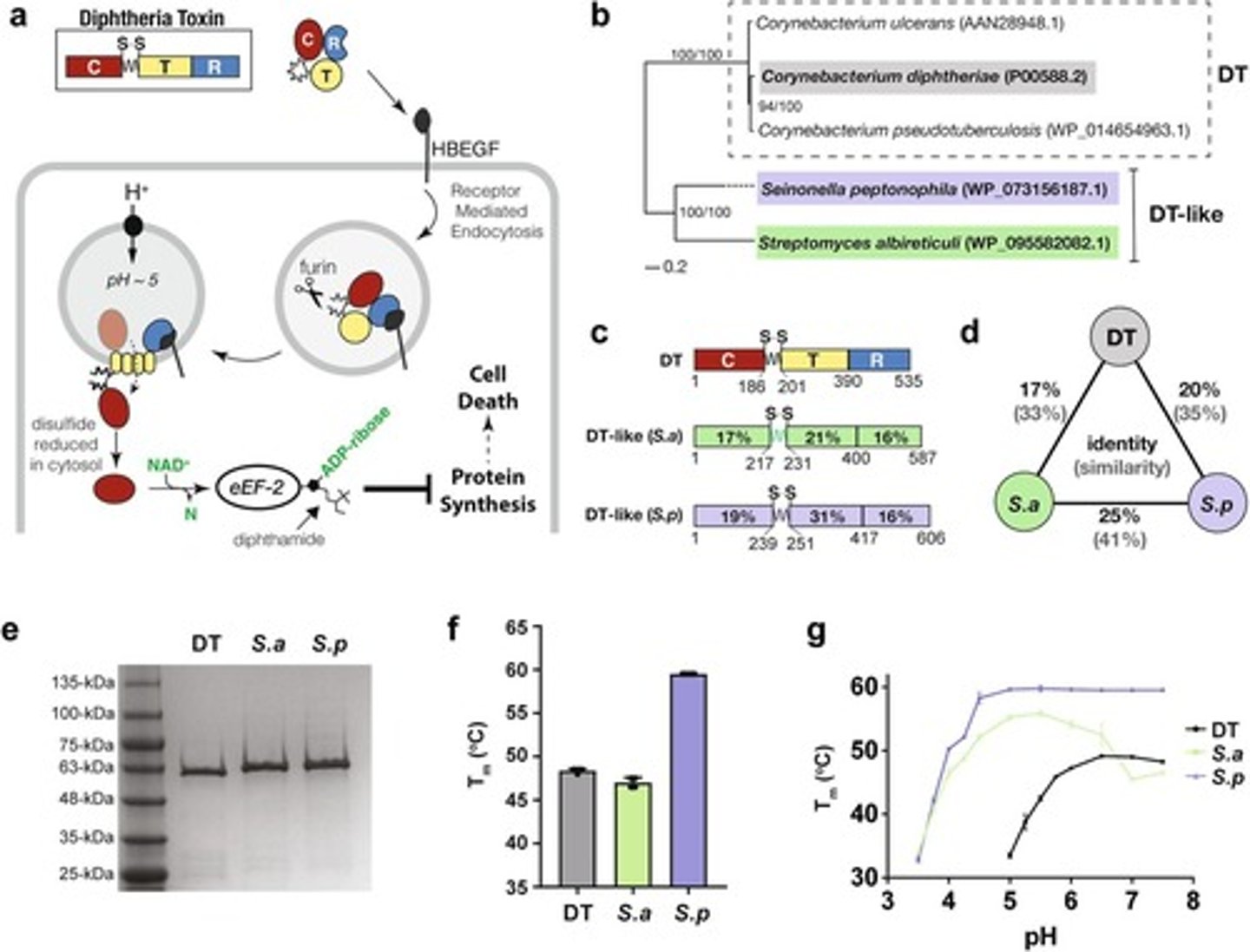 <p>Binds its receptor via its receptor-binding domain (R) followed by endocytosis.</p>