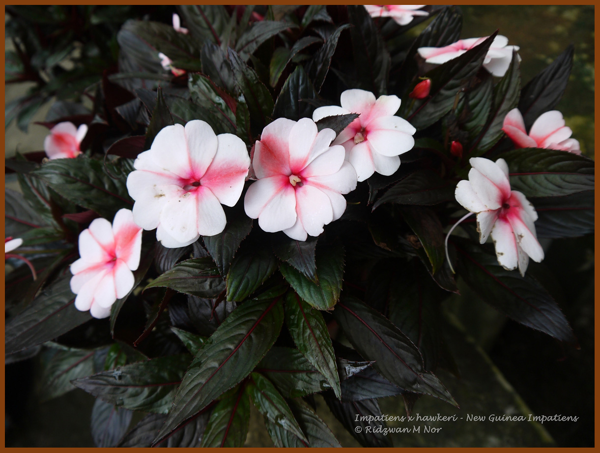 <p>New Guinea Impatiens</p>