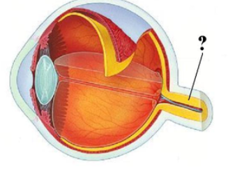 <p><span><span>Identify the indicated structure.</span></span></p>