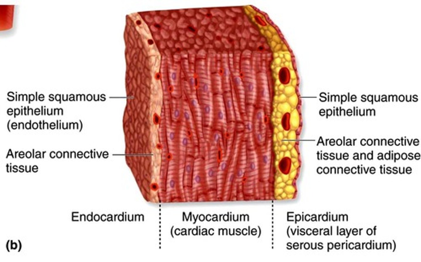 <p>1. Epicardium: Visceral pericardium</p><p>-serous membrane</p><p>-most superficial layer</p><p>2. Myocardium: Middle layer of cardiac muscle</p><p>-muscles arranged in spiral or circular bundles</p><p>-fibrous skeleton supports and anchors cardiac muscle</p><p>3. Endocardium: deepest layer</p><p>-simple squamous epithelium</p><p>-one row of flat cells</p>