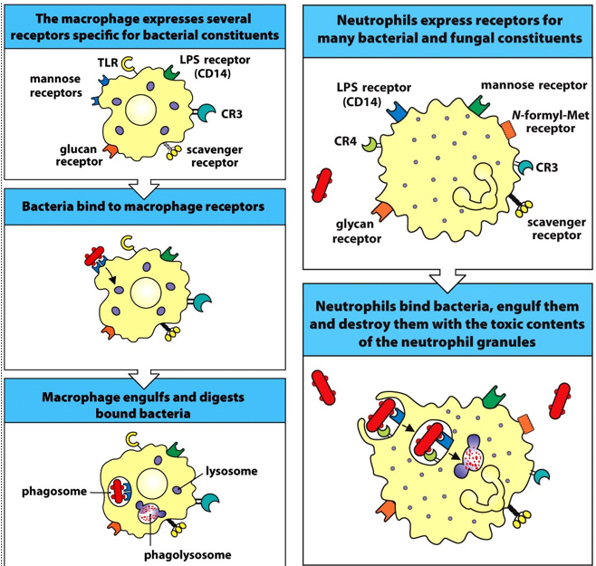 <ul><li><p>phagocytosis </p></li><li><p>cytokine secretion </p></li></ul><p></p>