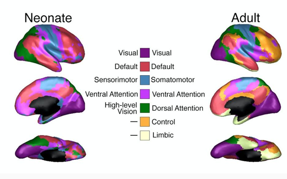 <p>adult brains organized into<em> functional networks </em> - regions of brain whose activity rises and falls together (even at rest)</p><p>much of this functional structure is present from birth</p><ul><li><p>measured while infants were asleep</p></li></ul><p>but this is not measuring neural responses in awake people</p><ul><li><p>want to see how brains support cognition and behavior of ppl who are awake and doing things</p></li></ul><p></p>