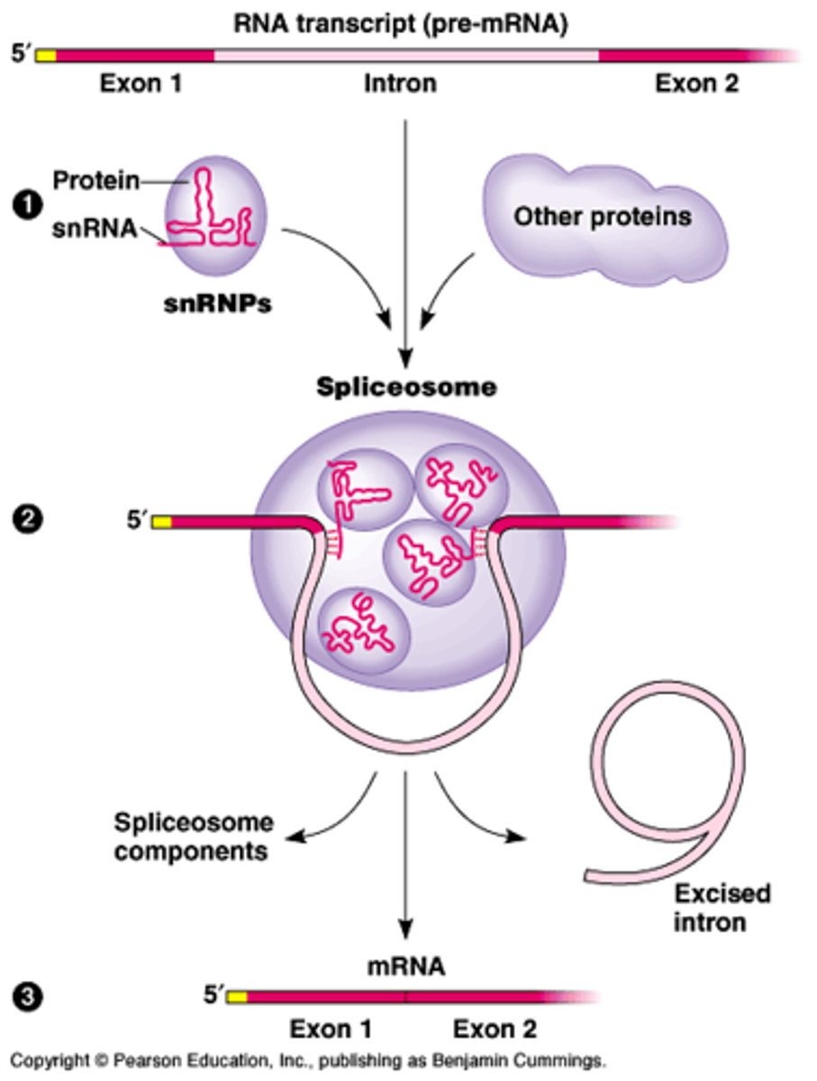 <p>· RNA molecules can store heredity & act as enzymes = "ribozymes"</p><p>· Yes, altho today's cells only use it as a catalyst</p><p>· There are many modern RNA ribozymes that could be left over relics of an earlier time when RNA did more than it does today</p><p>- Telomere elongation factor ribozyme</p><p>- Ribozyme for trimming tRNA</p><p>- Ribozyme for splicing mRNA introns & attaching exons together</p><p>- Ribozyme in ribosomes that catalyzes peptide bond formation during translation</p>