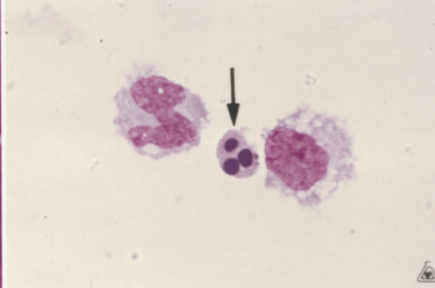 <p>Identify the cells in this body fluid</p>