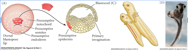 <p>Describe the spemann and mangold experiment as seen in this image and what type of tissue manipulation was carried out </p>