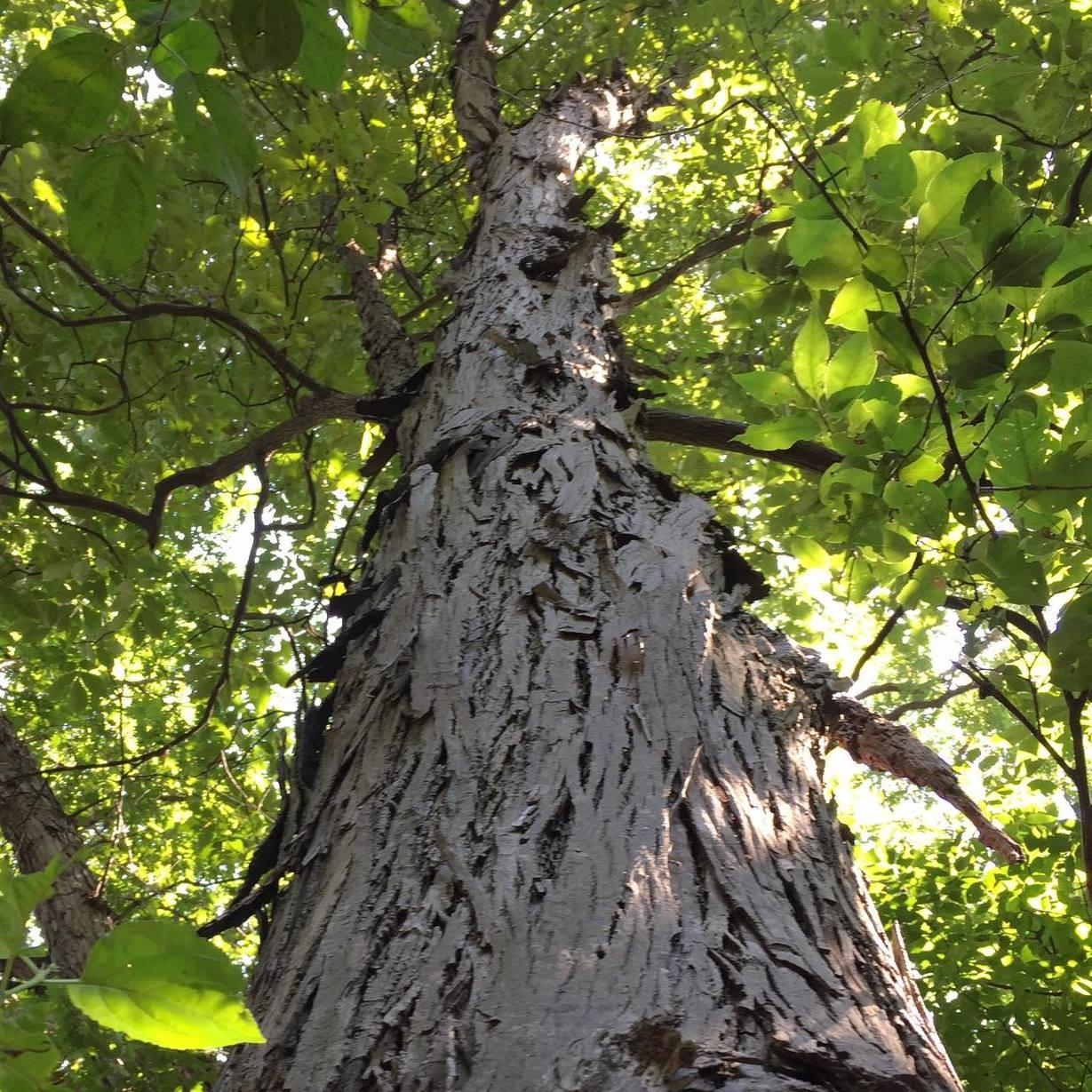 <p><em>Carya ovata</em></p>