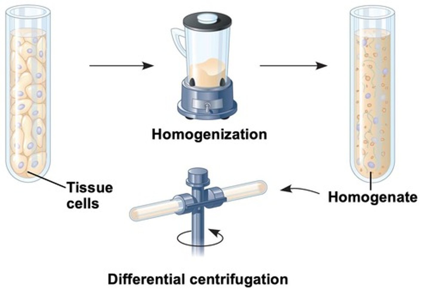<p>A technique used to isolate cell organelles based on size and density for biochemical and functional analysis.</p>
