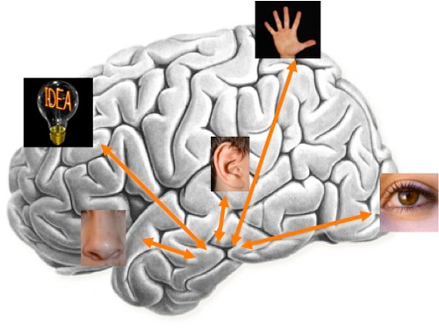 <p>the gradual, physical process of converting new long-term memories to stable, enduring memory codes</p>