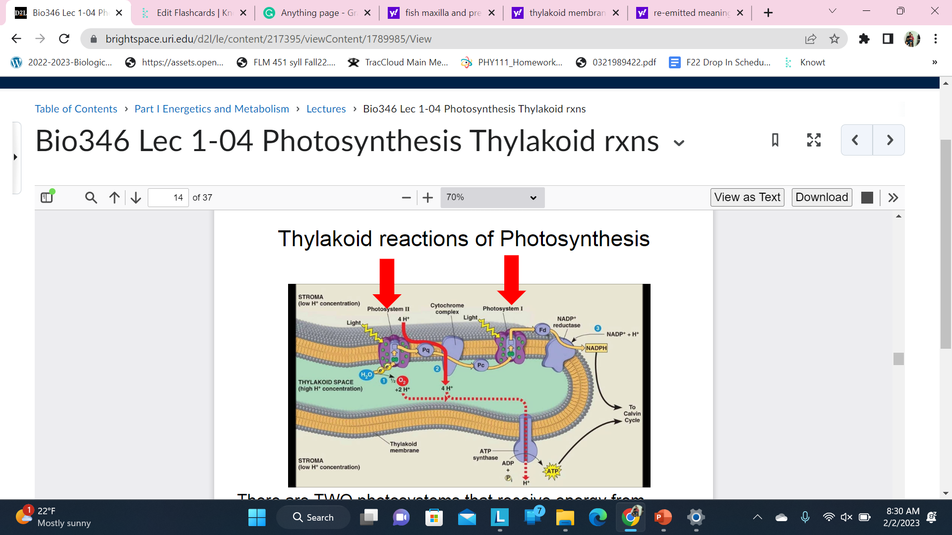 There are TWO photosystems that receive energy from \n chlorophyll/antenna complexes - \n 

Photosystem II, PS II or p680 \n Photosystem I, PS I or p700