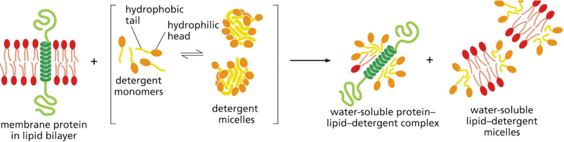 <p><span>small amphiphilic molecules of various structure&nbsp;</span></p><ul><li><p class="Paragraph SCXW75474954 BCX0" style="text-align: left"><span>Hydrophobic ends of detergents bind to hydrophobic regions of membrane proteins and bring membrane proteins into solution&nbsp;</span></p><ul><li><p class="Paragraph SCXW75474954 BCX0" style="text-align: left"><span>Good for studying membrane protein characteristics and activities&nbsp;</span></p></li></ul></li></ul><ul><li><p class="Paragraph SCXW75474954 BCX0" style="text-align: left"><span>Pulls membrane proteins into solution (disrupting bilayer)&nbsp;</span></p></li></ul><p></p>